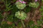 Henbit